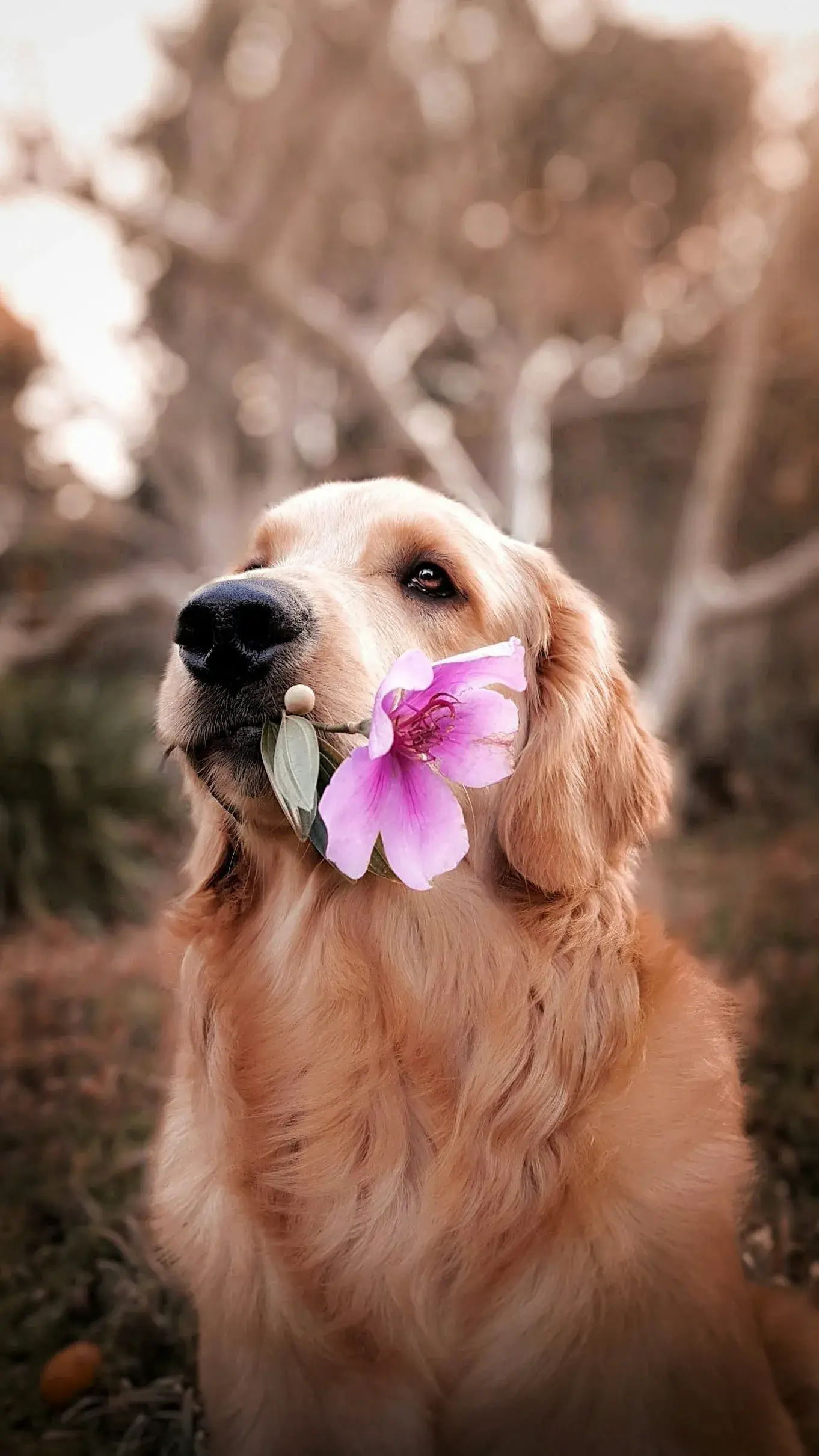 Golden retriever with flower after morning botanical spa