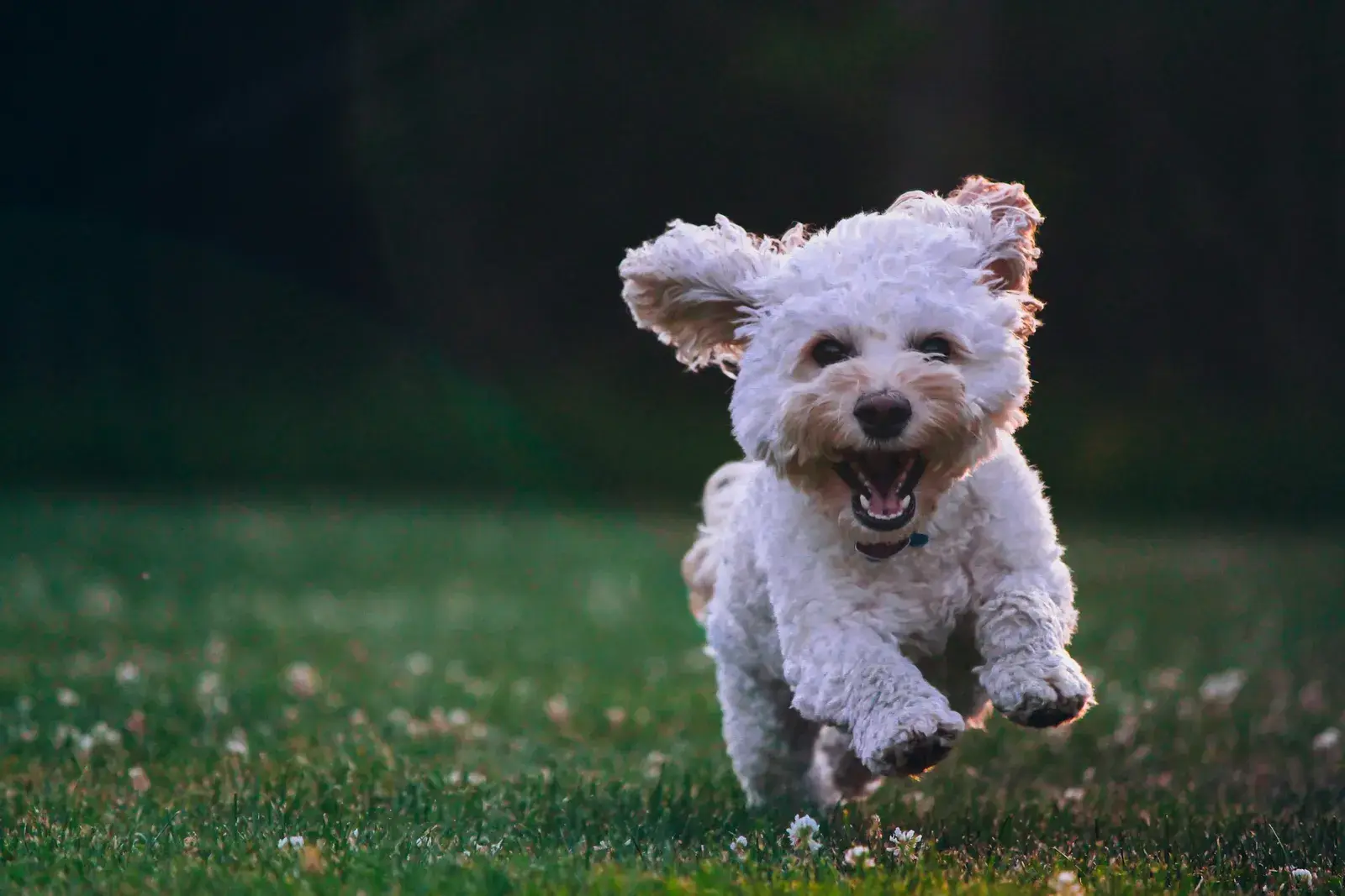 Fluffy dog doing full zoomies in the grass