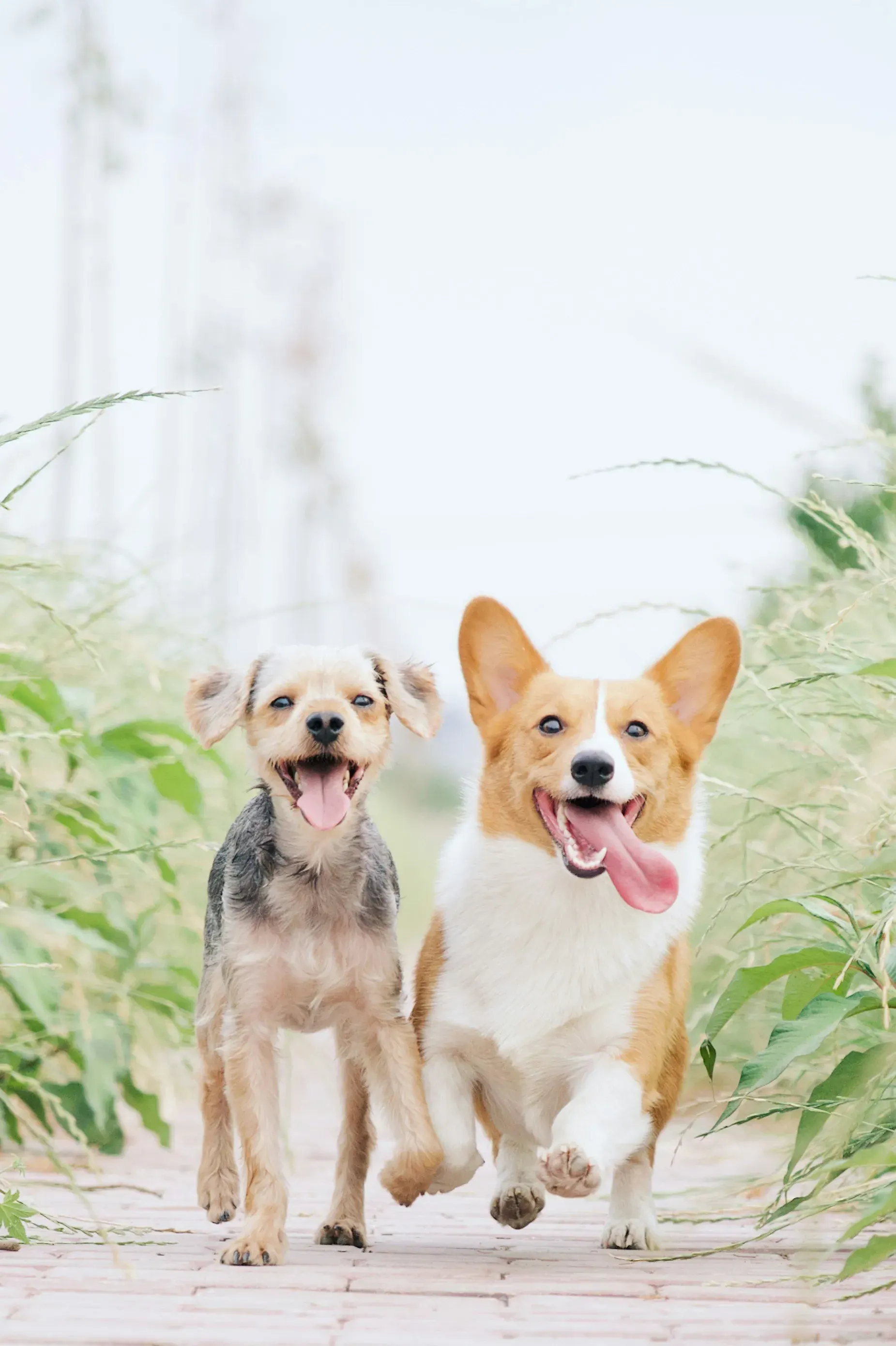 Professional therapeutic grooming at Calm Coat Veterinary Grooming